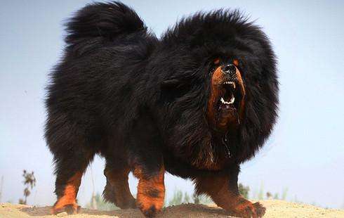 狗能打敗狼嗎 在相同體重條件下,任何狗都不是狼的對手